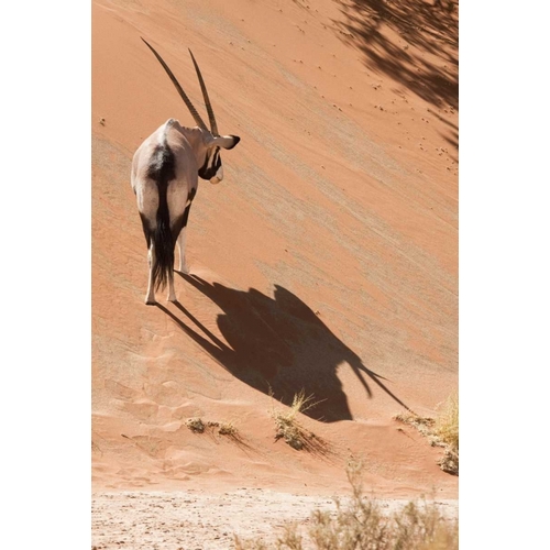 Oryx standing on sand dune, Sossusvlei, Namibia